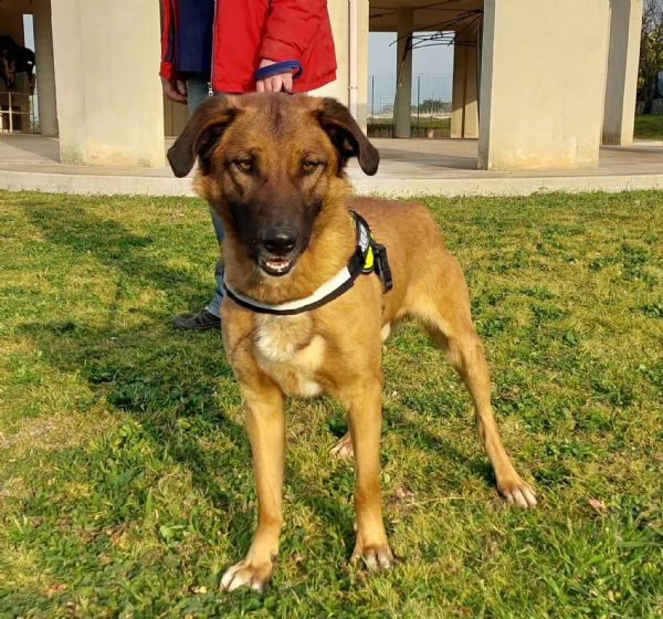 il dolce Otello, un bel cane equilibrato | Foto 2