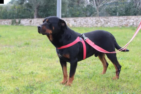 un rottweiler dolce, buono, delicato e fragile ....