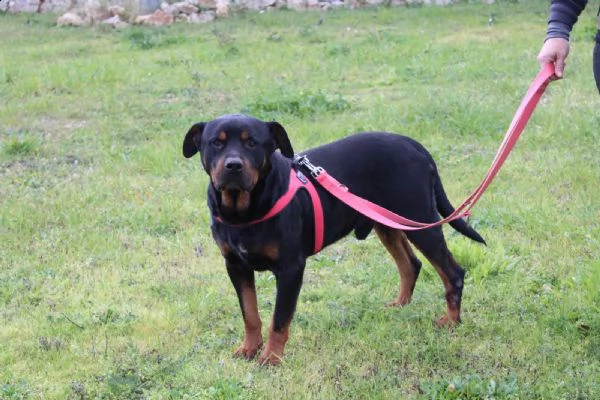 un rottweiler dolce, buono, delicato e fragile .... | Foto 4