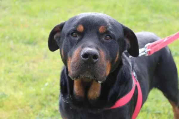 un rottweiler dolce, buono, delicato e fragile .... | Foto 3