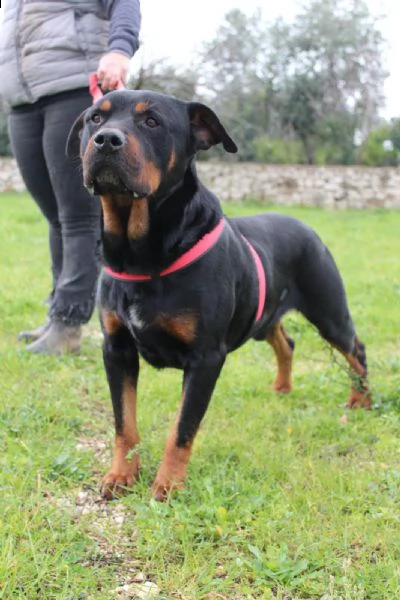 un rottweiler dolce, buono, delicato e fragile .... | Foto 2