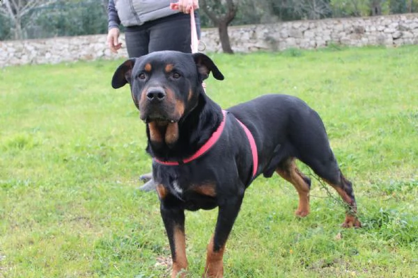 un rottweiler dolce, buono, delicato e fragile .... | Foto 1