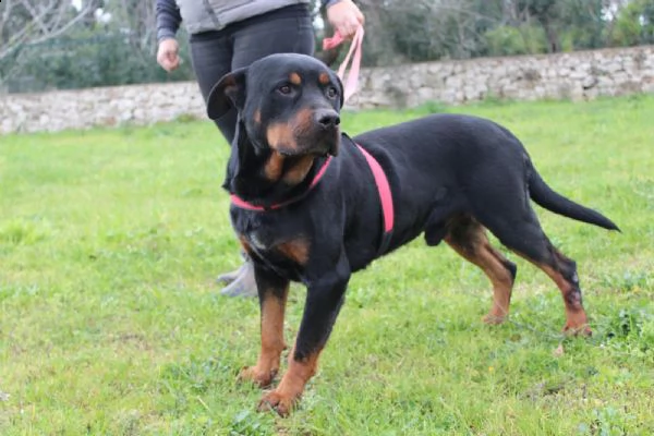 un rottweiler dolce, buono, delicato e fragile .... | Foto 0