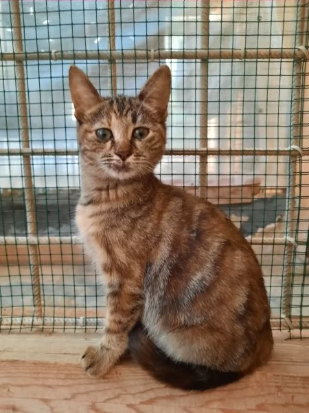 Fausta è una gattina di tre mesi che cerca casa.