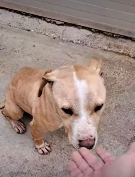 Igor, un pitbull in cerca di aiuto | Foto 2