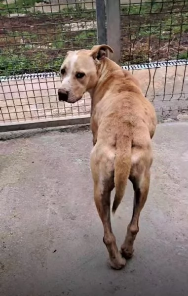 Igor, un pitbull in cerca di aiuto | Foto 1