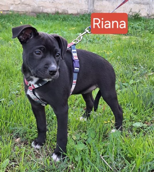 Aghata e Riana, 3 mesi, simil pitbull | Foto 4