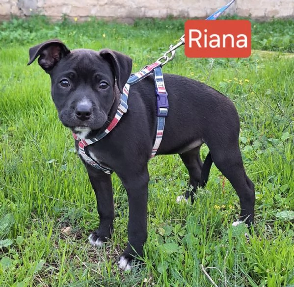 Aghata e Riana, 3 mesi, simil pitbull | Foto 3