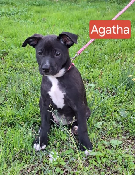 Aghata e Riana, 3 mesi, simil pitbull | Foto 2