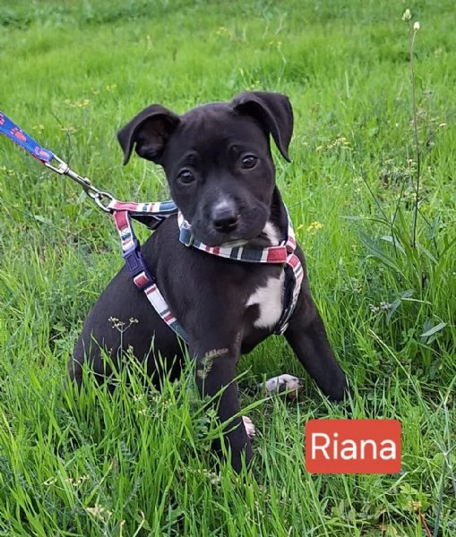 Aghata e Riana, 3 mesi, simil pitbull | Foto 1