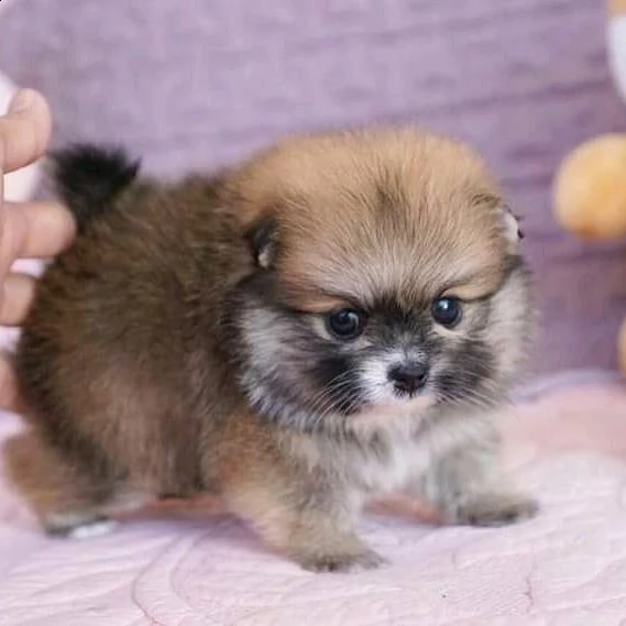 regalo cucciolo volpino pomerania da volontario