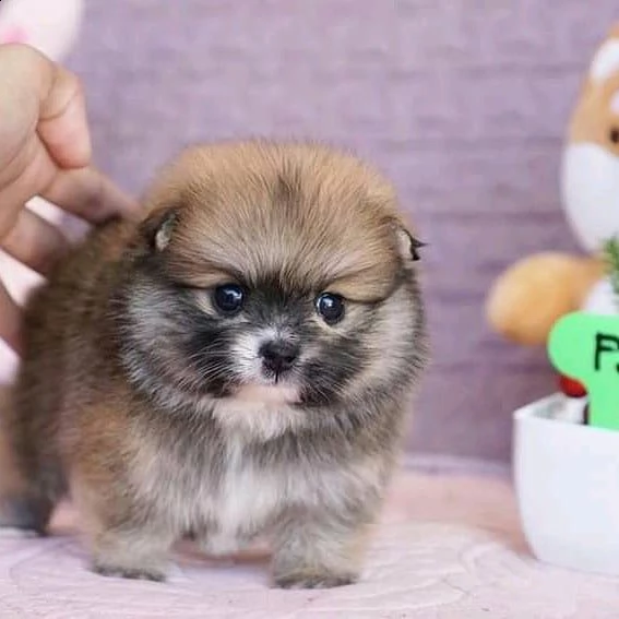 regalo cucciolo volpino pomerania da volontario | Foto 0