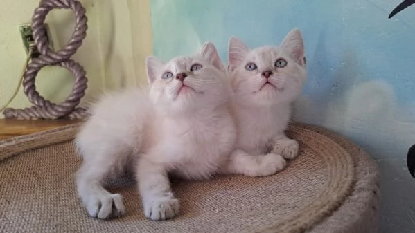 2 gattini siamesi tradizionali / thai disponibili | Foto 1