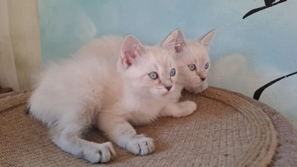 2 gattini siamesi tradizionali / thai disponibili | Foto 0