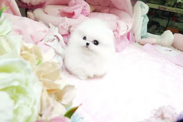 cucciolo di volpino pomerania toy maschio e femmina