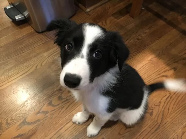 cuccioli di border collie maschi e femmine in cerca di una nuova casa