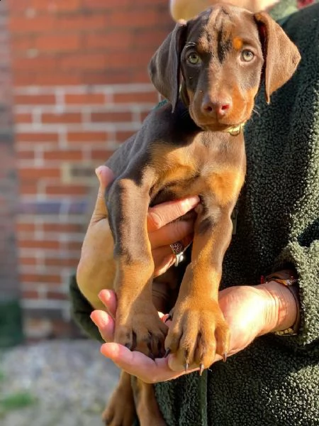 regalo adorabili cuccioli  dobermann 