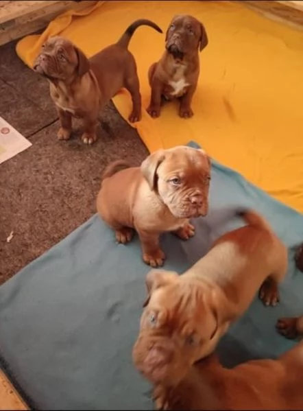 regalo cuccioli di dogue de bordeaux..,