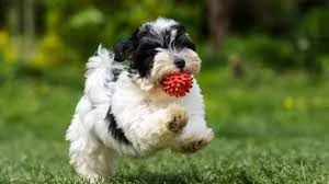 havanese | Foto 0