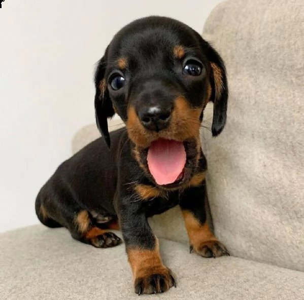 regalo adorabili cuccioli  bassotto femminucce e maschietti