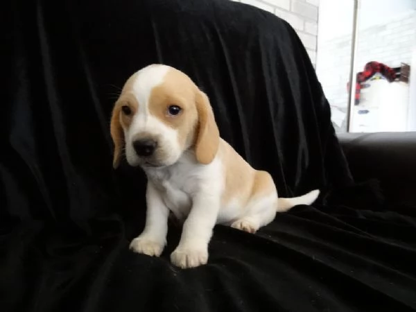 regalo beagle cuccioli meravigliosi ! 