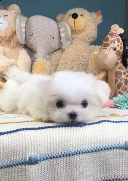 regalo adorabili cuccioli mini maltese  femminucce e maschietti  gratuita 