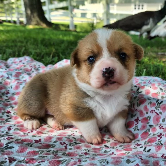 regalo cuccioli dolce e bella havanese