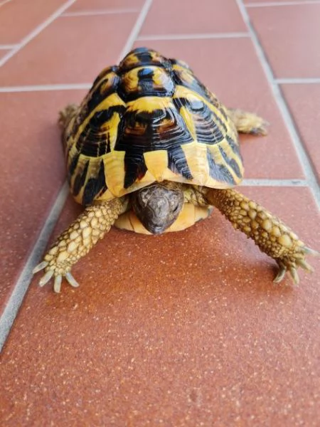 Tartarughe di terra coppia di 7 anni  | Foto 2