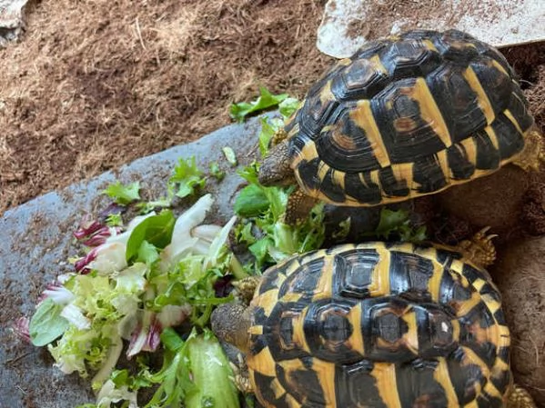 Tartarughe di terra coppia di 7 anni  | Foto 0