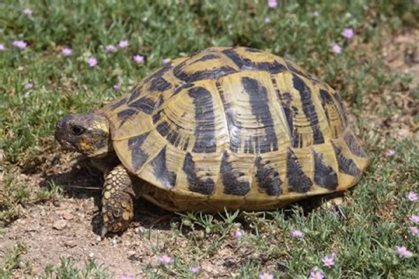 cedo coppia tartarughe di terra hermanni hermanni | Foto 0