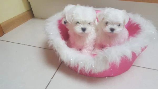 Cuccioli di Bichon Maltese | Foto 0