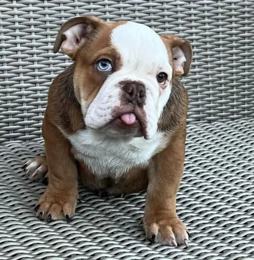 cuccioli di bulldog inglese in adozione | Foto 0