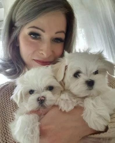 cucciolo maltese di pedigree inestimabile pronto per l'adozione!