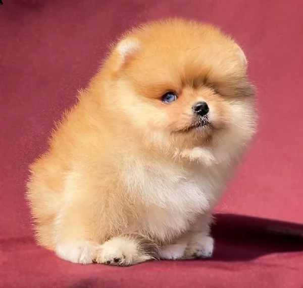 adorabili cuccioli pom disponibili (+393509706299)