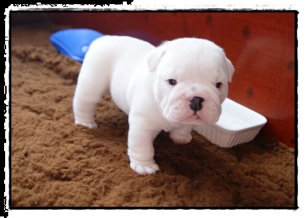 cuccioli di bulldog inglese in adozione