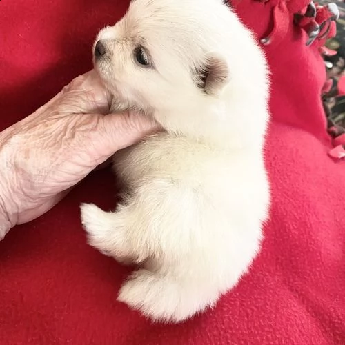 regalo volpino pomerania cuccioli 