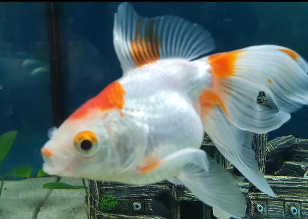 pesci rossi, oranda ed altro