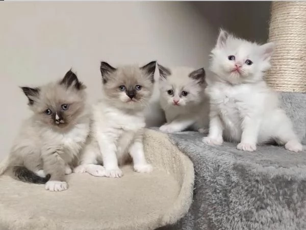 dolcissimo cucciolo ragdoll con pedigree