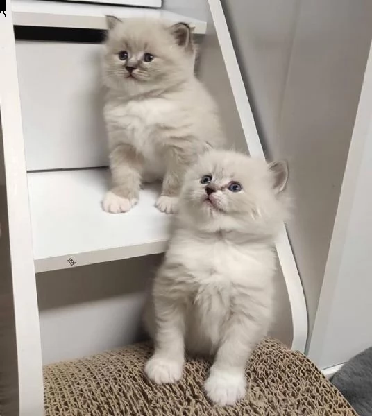 stupendo cucciolo ragdoll