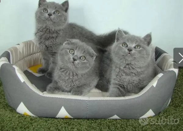 british shorthair | Foto 1