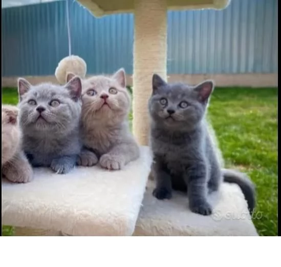 4 stupendi british shorthair