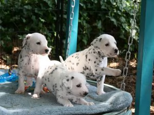 damalta cuccioli per reinserimento