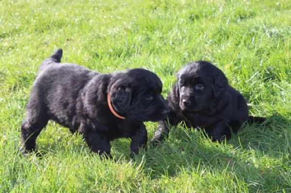 regalo cuccioli di terranova