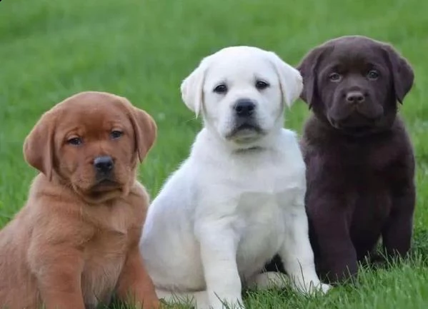 cuccioli labrador