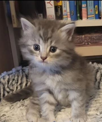 bellissimi cuccioli siberiano