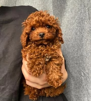 cuccioli di barboncino qui in vendita