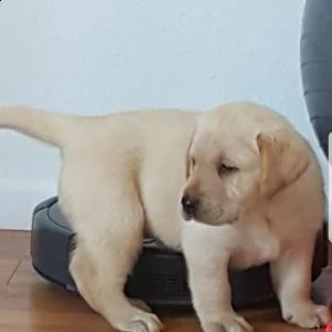 cuccioli di labrador maschi e femmine pronti e in cerca di una nuova casa.