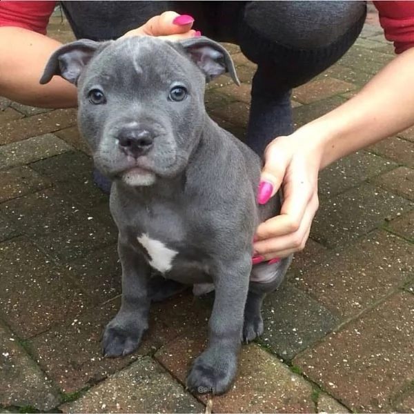 cuccioli di pitbull maschi e femmine pronti e in cerca di una nuova casa.