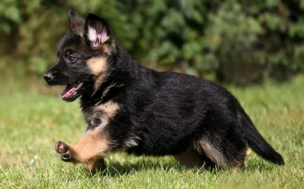 cuccioli di pastore tedesco maschi e femmine pronti e in cerca di una nuova casa.