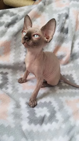 gattini sphynx pronti ora per la nuova casa